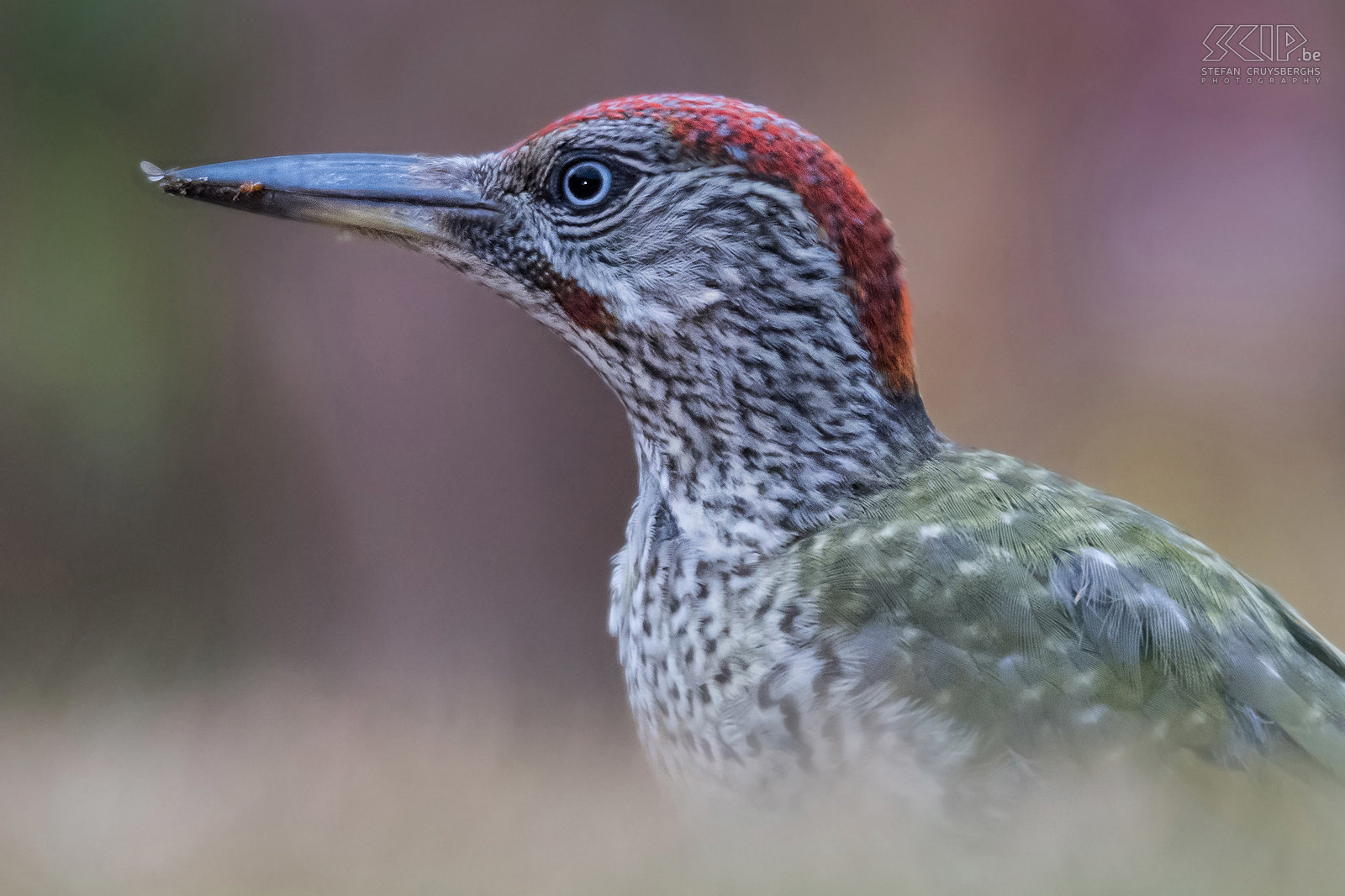 Jonge groene specht Closeup van een jonge groene specht (Green woodpecker, Picus viridis) met nog enkele mieren aan z'n snavel. Stefan Cruysberghs